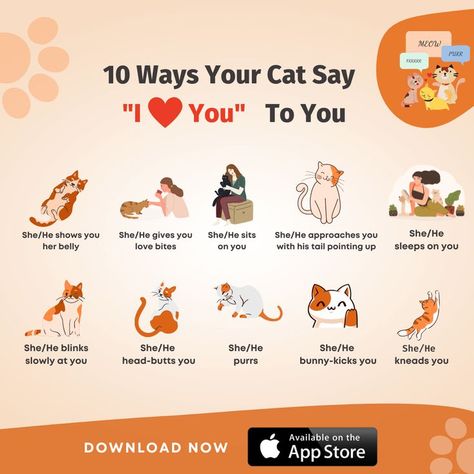 There are many signs that your cat shows you, but you don't understand what they want to say. Here are some 10 ways your cat says They love you. To understand your cat more, download the app today and decode your cat's language link in Bio. 🐱🐱 #cats #catlover #catlife #meow #kittens #ilovecats #catbehaviour #cutecats #cattranslator Cat Language Signs, Animal Communication, Cat Language, Say Love You, What Cat, Love Bites, Cat Signs, Cat Behavior, Cats Meow