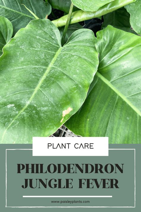 Philodendron Jungle Fever Plant Care and Grow Tips - Paisley Plants Philodendron Jungle Fever, Rare Philodendron, Philodendron Plant, Jungle Fever, Variegated Plants, Climbing Vines, Liquid Fertilizer, Easy Plants, Perfect Plants