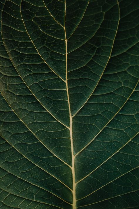 Leaf Veins, Macro Photography Nature, Leaf Photography, Iphone11 Pro, Macro Flower, Natural Structures, Texture Photography, Leaf Texture, Close Up Photography