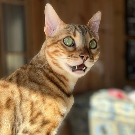 Cat Face Photo, Cat Reference Pictures, Cat Open Mouth Drawing, Cat Face Reference Photo, Funny Cat Poses, Cat Expressions Faces, Cat Facing Forward, Cat Expressions Drawing, Cat Mouth Open