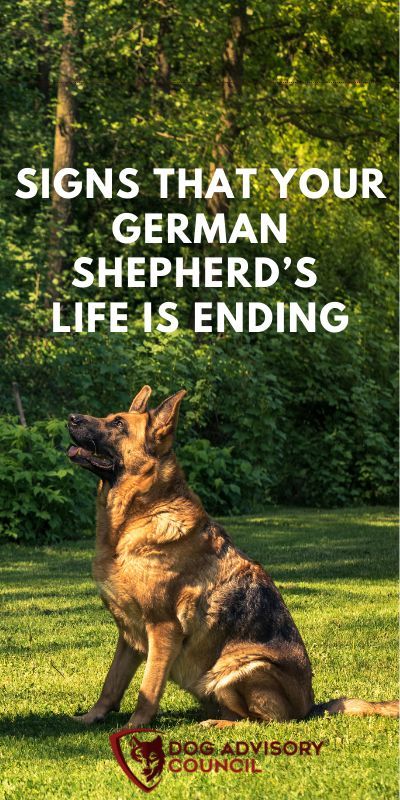 German Shepherds are some of the most popular breeds in the United States. They're also one of the smartest and hardworking dogs, which is why they've been used as service animals. But with that intelligence comes a shorter lifespan than other breeds. How long do German Shepherds live? It's important to know these facts before you commit to bringing one into your family home because it can help determine how much time you may get with them. Dogs Birthday Ideas, Dogs Aesthetic Wallpaper, Dogs And Puppies Videos, Dogs Cuddling, German Shepherd Grooming, Red German Shepherd, Dogs At Weddings, German Shepherd Facts, German Shepherd Puppies Training