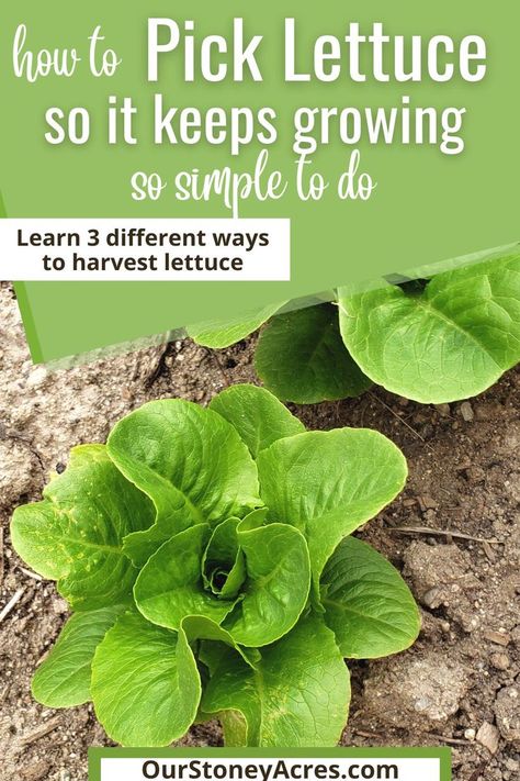 Harvest Lettuce, Growing Lettuce Indoors, Buttercrunch Lettuce, Planting Lettuce, How To Harvest Lettuce, Succulent Planter Diy, Vegetable Garden Tips, Growing Lettuce, Vegetable Garden Diy