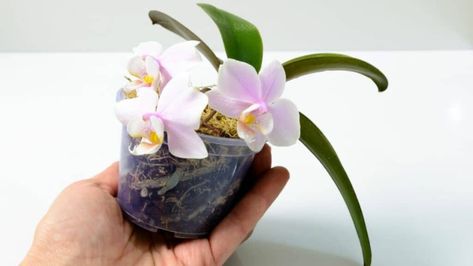 Mini Orchid Care, Orchids Phalaenopsis, Mini Orchids, Orchid Soil, Houseplant Tips, Grow Orchids, Indoor Orchids, Orchid Plant Care, Miniature Orchids