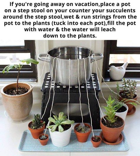 Garden Knowledge, Pots Diy, Irrigation Systems, Watering Plants, Gardening Vegetables, نباتات منزلية, Earthly Delights, Garden Hacks, Self Watering Planter