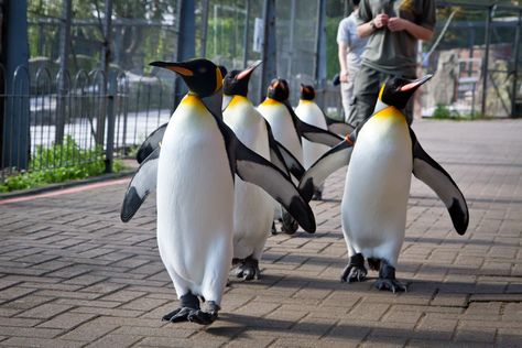 Penguin Parade | Emperor penguins out for a stroll at Edinbu… | Flickr Edinburgh Zoo, Emperor Penguins, Penguin Parade, Emperor Penguin, Somerset, Edinburgh, Penguins, Nursing