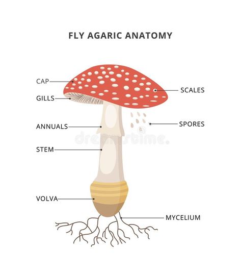 Mushroom Fairy Cosplay, Waterfall Concept Art, Mushroom Diagram, Anatomy Labeled, Mushroom Anatomy, Mystical Waterfall, Parts Of A Mushroom, Anatomy Structure, Colour Tutorial