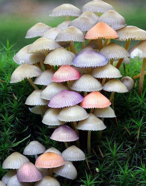 Natural Umbrella, colorful mushroom Mushrooms Growing, Theme Nature, Mushroom Fungi, Airbrush Art, Wild Mushrooms, Alam Yang Indah, The Grass, Science And Nature, Amazing Nature