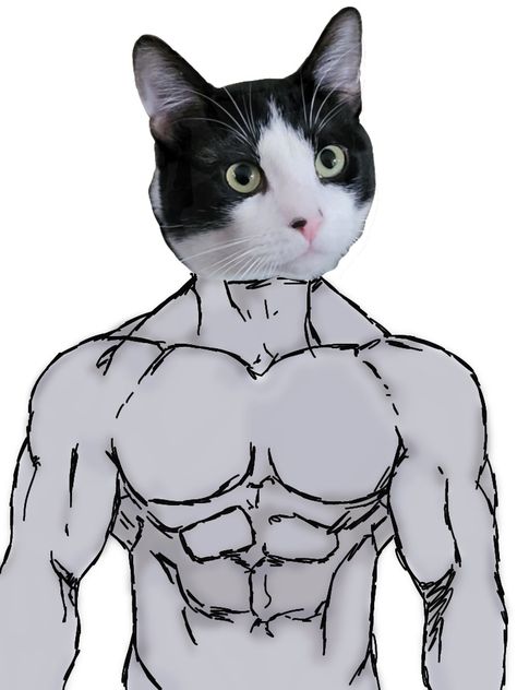 Buff black n white cat Buff Sketch, Cat With Abs Drawing, Buff Drawing Reference, Cat With Muscles Drawing, Muscular Cat Drawing, Cat In Suit Drawing, Buff Cats Drawings, Buff Cat Drawing, Muscle Cat Funny