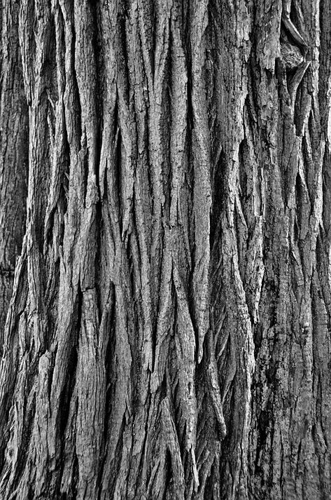 Tree Bark Pattern Rough - Free photo on Pixabay Tree Bark Drawing Simple, Trees Texture, Painted Wood Texture, Brazil Jersey, Tree Texture, Tree Bark Texture, Plaster Texture, Game Textures, Bark Texture