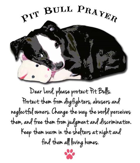 Pit bull prayer 🐾 Pitbull Quotes, Pit Bull Love, Pitbull Lover, Pitbull Puppies, Bully Breeds, Pit Bulls, American Pitbull Terrier, Pitbull Dog, Animal Quotes