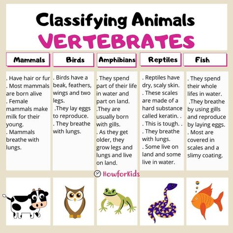 Vertebrate animals are classified into five groups. 
Mammals
Birds
Fishes
Amphibians
Reptiles Invertebrates And Vertebrates Projects, Montessori, Invertebrates And Vertebrates Worksheets, Vertebrates And Invertebrates Project, Vertebrates And Invertebrates Activities, Vertebrates Worksheets, Invertebrates Classification, Vertebrates And Invertebrates Worksheets, Vertebrate And Invertebrate Animals