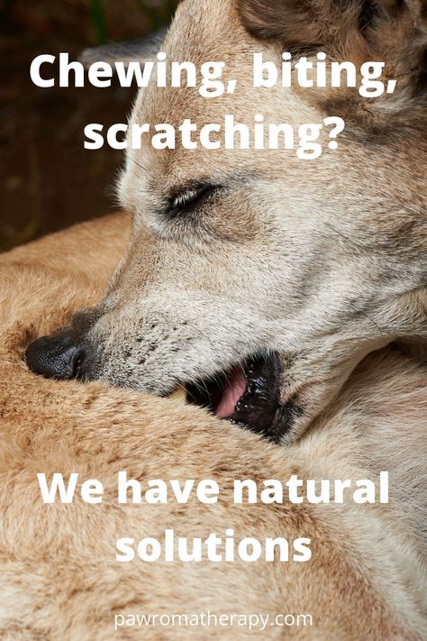 Looking for a reliable and effective way to stop your dog from itching? Look no further than our top rated dog itch remedies. Our products are safe and effective, and they'll help you get your dog scratching less in no time! Dog Skin Problems Pictures, Anti Itch For Dogs, Dog Itchy Skin Remedy, Itch Remedies, Itchy Skin Remedy, Dog Skin Problem, Itchy Dog, Dog Remedies, Dog Itching