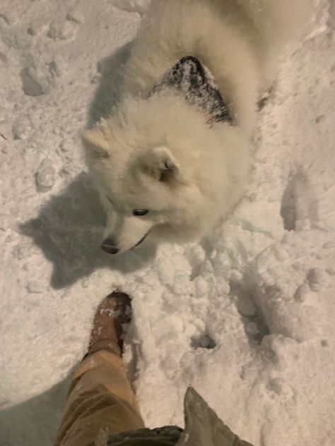 Shawnigan Lake, Definition Of Cute, Samoyed Puppy, Sled Dog, Samoyed Dogs, Winter Vibes, Dog Cute, Winter Dog, Dog Sledding