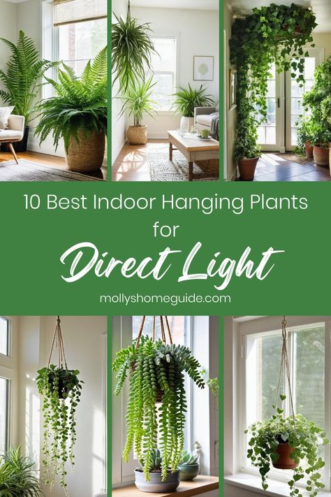 Explore a selection of the best indoor hanging plants that thrive in direct sunlight. These low-maintenance options are perfect for plant lovers looking to add aesthetic appeal to their space. From Spider Plants to String of Pearls, find the perfect plant that loves soaking up the sun. Whether you're new to plant care or a seasoned gardener, these hard-to-kill indoor plants are great additions to any indoor garden. Easy Plants To Take Care Of, Direct Sun Houseplants, Hanging Plants Indoor Kitchen, Hanging Succulents Indoor, Plants In Living Room Ideas, Indoor Hanging Plants Ideas, Floating Wooden Shelves, Best Indoor Hanging Plants, Indoor Hanging Plants