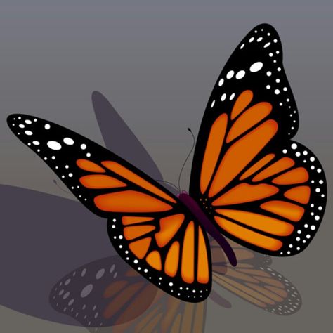 Orange and black butterfly Tattoo Numero, Orange And Black Butterfly, Black Butterfly Tattoo, Where Tattoo, Orange Birthday, 3d Tattoos, Orange Butterfly, 3d Tattoo, Cute Cartoon Images