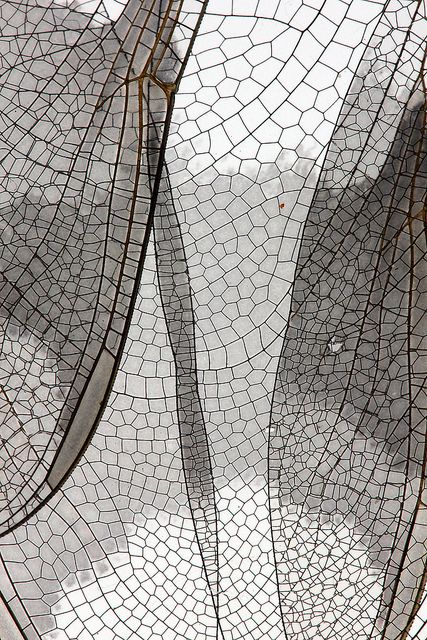 Wings that never took flight / Dragonfly wings/ by Cheryl Rose Macro Photography, Foto Macro, Dragonfly Wings, Natural Structures, Texture Inspiration, Natural Forms, Patterns In Nature, Color Textures, Natural Texture