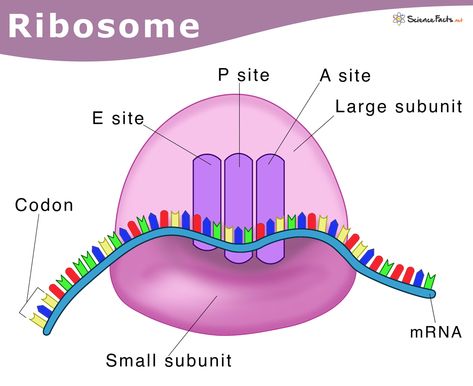 Ribosomes: Definition, Structure, & Functions, with Diagram Ribosomes Diagram, Biochemistry Notes, Biology Revision, Science Images, Eukaryotic Cell, Genetic Engineering, Teaching Biology, Science Notes, Structure And Function