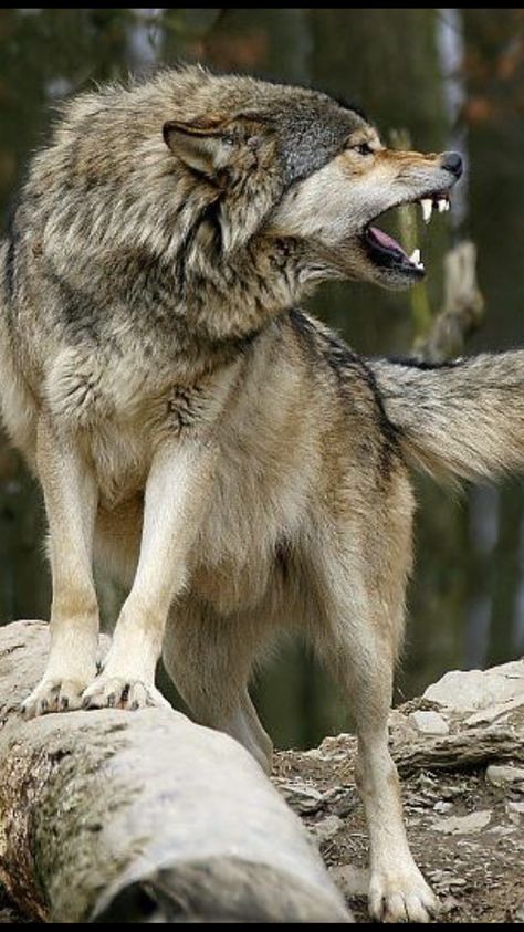 It's a Man's World Wolf Poses, Angry Wolf, Wolf Images, Wolf Photography, Wolf Photos, Wolf Spirit Animal, Timber Wolf, Wolf Love, Wild Wolf