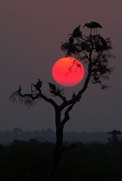 Acacia Tree, Charcoal Drawings, Beautiful Moon, Alam Yang Indah, Sunset Beach, Land Art, Beautiful Sunset, Amazing Nature, Urban Art