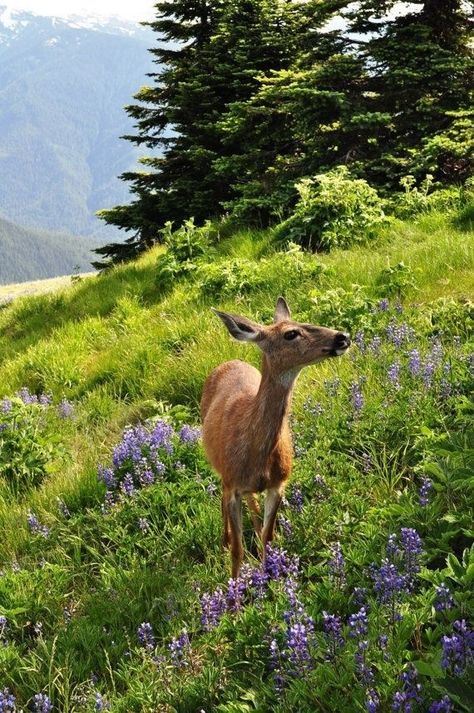 Macoto Takahashi Art, Wall Art Mountains, Art Mountains, Deer Doe, Roe Deer, Animal Antics, Wildlife Paintings, Vintage Deer, Olympic National Park