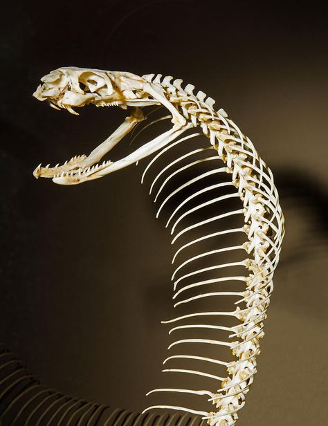 Rattlesnake Skeleton, Skeleton Side View, Skeleton Photo, King Cobra Snake, Snake Skeleton, Anatomy Bones, Skull Reference, Animal Skeletons, Cobra Snake