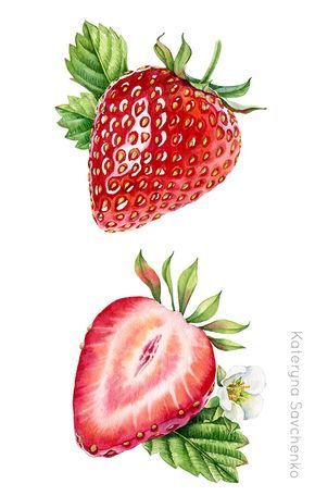 Watercolor botanical illustration of whole and a half of strawberry - detailed commercial illustration by Kateryna Savchenko Pintura A Guache, Illustration Strawberry, Akvarel Illustration, Strawberry Drawing, Commercial Illustration, Strawberry Art, Fruits Drawing, Watercolor Food, Watercolor Fruit