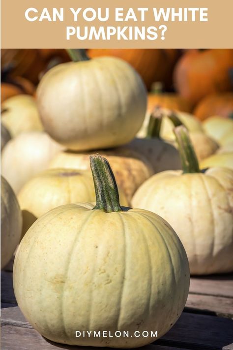 Can You Eat White Pumpkins What To Do With White Pumpkins, How To Cook A White Pumpkin, White Pumpkin Puree Recipes, White Pumpkins Recipes, White Pumpkin Recipes Fresh, White Pumpkin Recipes, Pumpkin Puree Recipes, Cooking Pumpkin, Pumpkin Squash