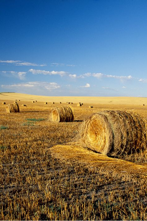 North Dakota is known for its vast prairies, oil fields, and beautiful Badlands. The state is also famous for its strong agricultural industry, friendly people, and harsh winters. #NorthDakota #Prairies #OilFields Peace Garden, Theodore Roosevelt National Park, Louisiana Purchase, Wide Open Spaces, Vertical Images, American Continent, Missouri River, Garden State, Capitol Building