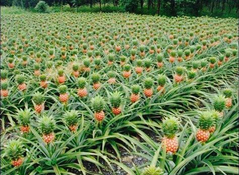 This is how pineapples grow. Pineapple Farming, Pineapple Bush, Pineapple Farm, Growing Pineapple, Pineapple Planting, Fruit Garden, Tropical Fruits, Fruit Trees, Vegetable Garden