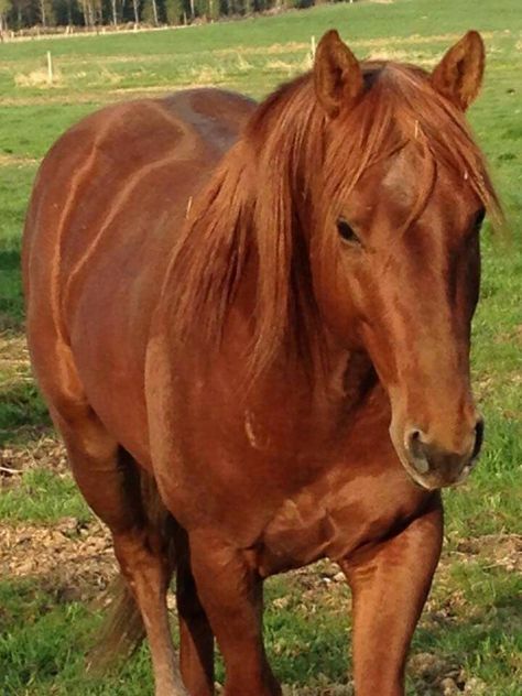 Sorrel Quarter Horse                                                       … Chesnut Horses Western, Sorrel Quarter Horse, Chestnut Quarter Horse, Sorrel Horse, Aqha Horses, Horse Inspiration, Rodeo Horses, Quarter Horses, American Quarter Horse