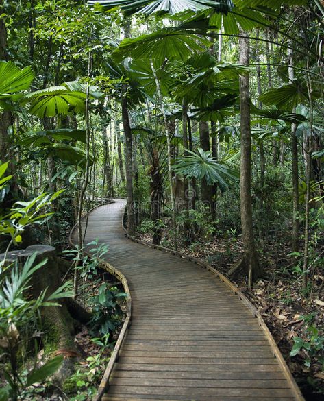 Wooden Pathway, Forest Resort, Daintree Rainforest, Jungle Gardens, Eco Lodge, Garden Cafe, Forest Garden, Backyard Projects, Photo Tree