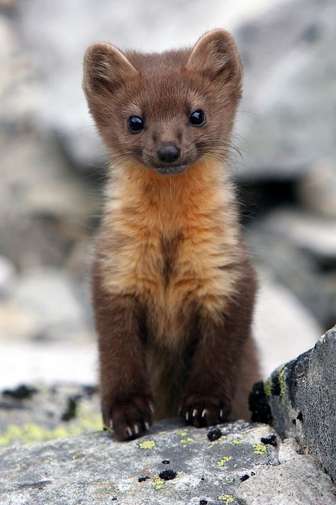 I agree that stoats are cute but what about baby pine martens? - Imgur  OMG, Like a little bear colored fert! Scottish Animals, Pine Marten, Rare Animals, Airbrush Art, Cute Creatures, Sweet Animals, Animal Planet, Funny Animal Pictures, Nature Animals