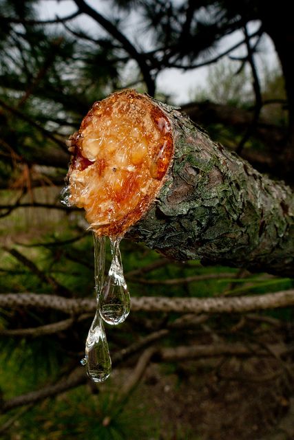 Pine Tree Sap by cotarr, via Flickr Tree Sap, Modern Witch, Tree Photography, Pine Tree, Mother Nature, Beautiful Nature, Cool Photos, Nature Photography, Witch