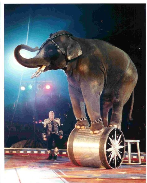 Circus Elephant Art, Circus Elephant Tattoos, Personal Project Ideas, Circus Pictures, Steampunk Circus, Elephant Artwork, Elephant Print Art, Circus Elephant, Night Circus