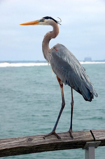 Heron Photography, Heron Art, Coastal Birds, Great Blue Heron, Shorebirds, Ring Der O, Bird Pictures, Blue Heron, Sea Birds