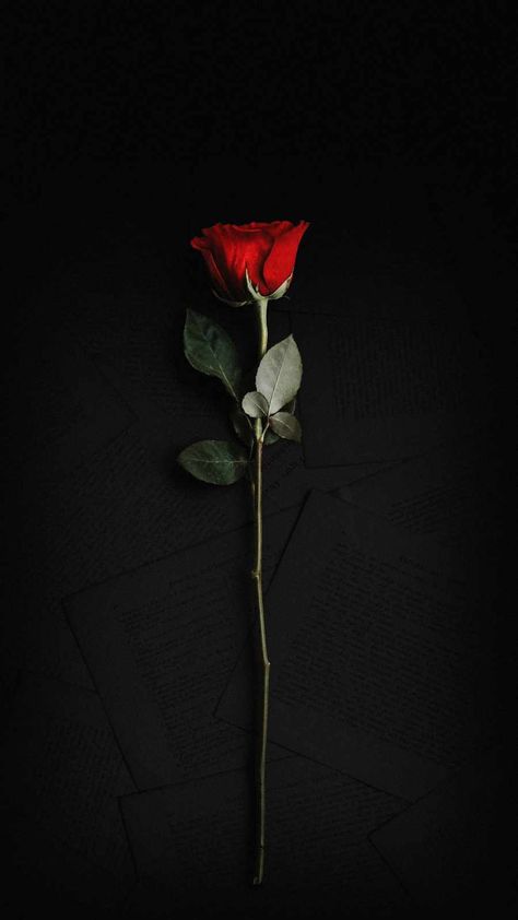 Rose Wallpapers, Black Roses Wallpaper, Red Roses Wallpaper, Dark Red Roses, Nature Iphone Wallpaper, Black Wallpaper Iphone Dark, Ipad Wallpapers, Rosé Aesthetic, Iphone Wallpaper Images