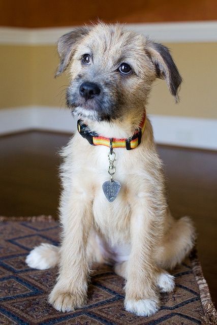 Border Terrier Puppy, Mutt Dog, About Dogs, Irish Wolfhound, Border Terrier, Blue Heeler, Cute Dogs And Puppies, Terrier Dogs, Pitbull Terrier