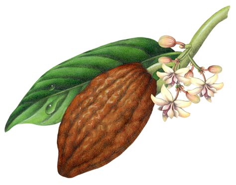 Watercolor painting of a cacao plant with leaf, flowers and brown fruit pod. Cocoa Flower Tattoo, Cacao Flower Illustration, Cacao Plant Illustration, Cocoa Plant Illustration, Cacao Tree Illustration, Strawberries Packaging, Cacao Flower, Cocoa Flower, Cacao Plant