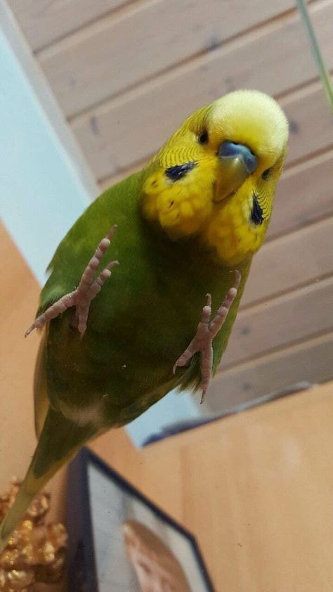 Funny Bird Pictures, Budgies Bird, Budgie Parakeet, Funny Parrots, Parakeets, Bird Supplies, Funny Birds, Bird Pictures, Pretty Birds