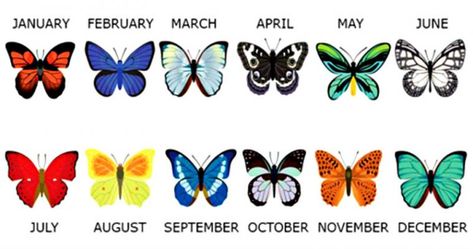 What Your Birth Month Butterfly Says ... Month Symbols, Birth Month Symbols, Birth Symbols, Month Animals, Butterfly Meaning, Butterfly Tattoo Meaning, Birth Flower Tattoos, February Birthday, 1 Tattoo