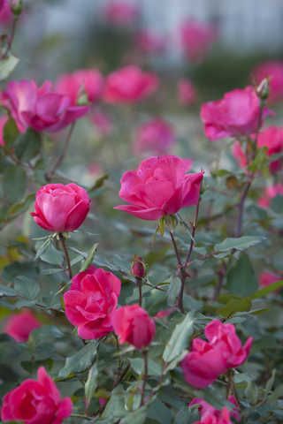 Pink Knock Out Rose Shrub Knockout Roses Care, Double Knockout Roses, Roses Garden Care, Knock Out Roses, Rose Garden Landscape, Knockout Roses, Summer Care, Rosé Summer, Rose Care