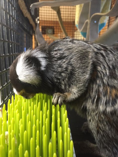 Fake grass mat baby bottle drying rack for primate enrichment. Fill crevices with favorite treats, especially sticky liquids work very well! Marmoset Monkey Cage, Monkey Enrichment, Primate Enrichment, Zoo Enrichment, Baby Bottle Drying Rack, Enrichment Projects, Bottle Drying Rack, Marmoset Monkey, Animal Enrichment