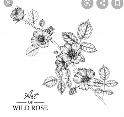 Iowa Wild Rose Tattoo, Prim Rose Flower Tattoo, Alberta Wild Rose Tattoo, Wild Roses Tattoo, Vintage Rose Illustration, Drawings Vintage, Rose Vine Tattoos, Wild Rose Tattoo, Artistic Tattoos