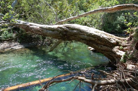 Fallen log over water Kolam Koi, Fallen Tree, Tree Roots, Warrior Cats, Big Sur, Nature Aesthetic, Autumn Trees, Fantasy Landscape, Tree Painting