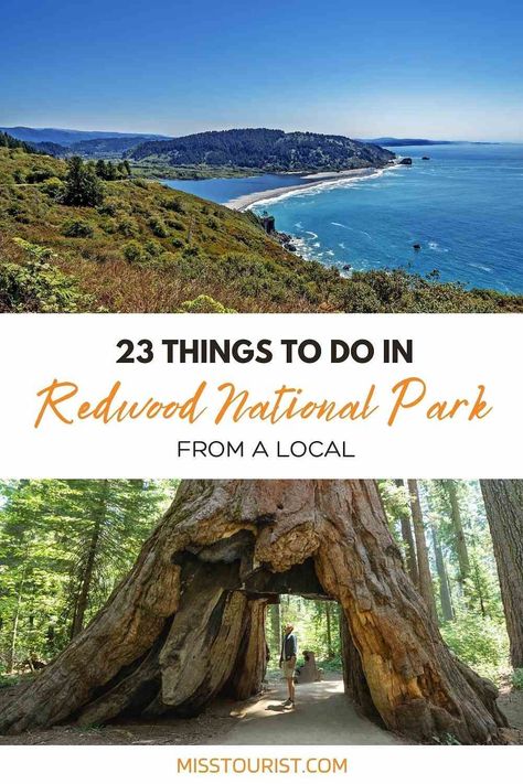 From hikes to waterfalls, these local recommendations will help you find the best things to do in Redwood National Park! Red Wood Forest, Redwoods National Park, Red Woods, Humboldt Redwoods State Park, Oregon Trip, Redwood National Park, Travel Bucket List Usa, California National Parks, Oregon Travel