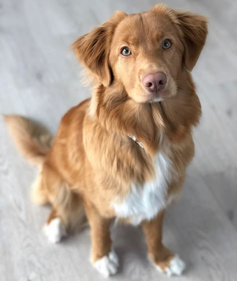 Ducktoller Retriever, Duck Toller Retriever, Toller Puppy, Toller Dog, Dog Tweets, Puppy Retriever, Duck Toller, Beautiful Dog Breeds, Nova Scotia Duck Tolling Retriever