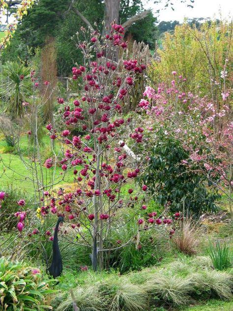 Magnolia ‘Genie’ - PlantHaven International Elegant Cottage, Magnolia Soulangeana, Pnw Garden, French Garden Design, Spanish Bluebells, Shade Garden Design, Magnolia Tree, Specimen Trees, Magnolia Trees