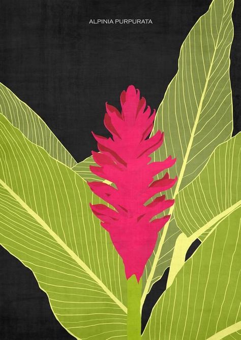 Alpinia purpurata // tropical flower digital illustration Pink Flower Wall, Flowers Mandala, Ginger Flower, Drawing Flowers, Minimalist Flowers, Clouds Design, Plant Drawing, Art Kitchen, Decor Bathroom