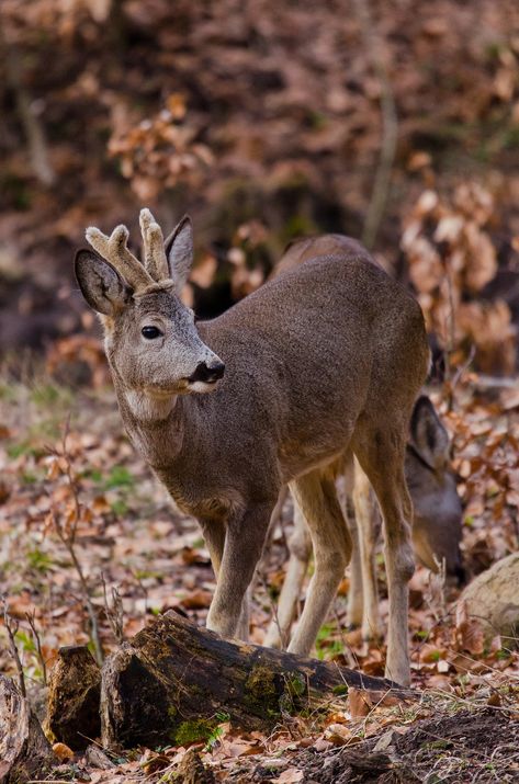 Roe deer Roe Deer, Animal Sounds, Kangaroo, Deer, Sketch Book, Animals, Beauty