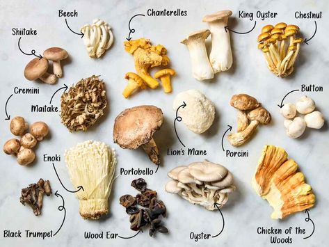 A Home Cook's Guide to All the Types of Mushrooms to Know Mushrooms House, Edible Wild Mushrooms, Types Of Mushrooms, Edible Fungi, Salmon Potato, Waffle Cookies, Lasagna Pasta, Edible Mushrooms, Lunch Appetizers